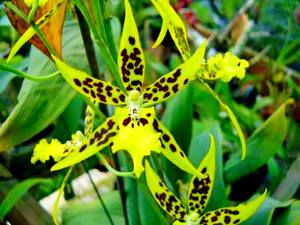 Компания ваш сад моя хиппи орхидея
