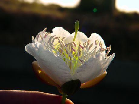 цветок хиппи,Печаль хиппи Нидерланды запретят каннабис туристам 