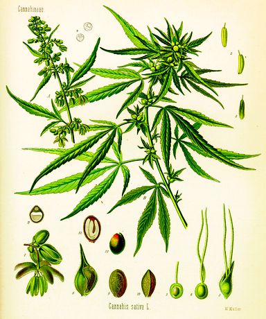 cannabis sativa for medical use only